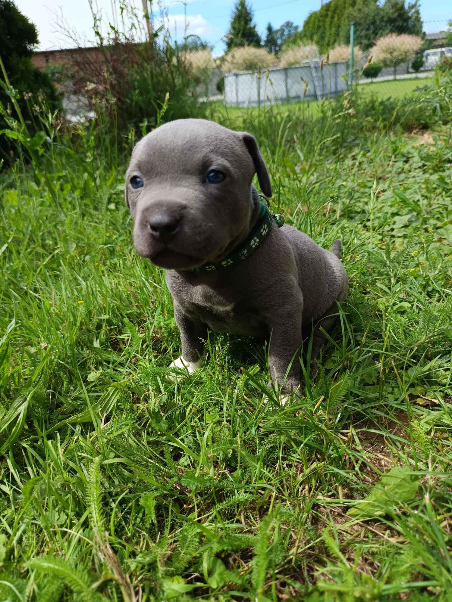 Amstaff Wilków - zdjęcie 4