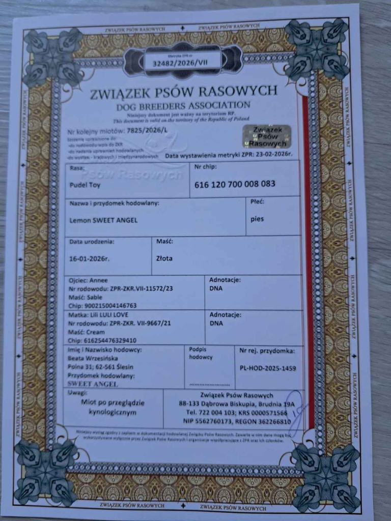 Pudel Toy z hodowli Sweet Angel Wielkopole - zdjęcie 4