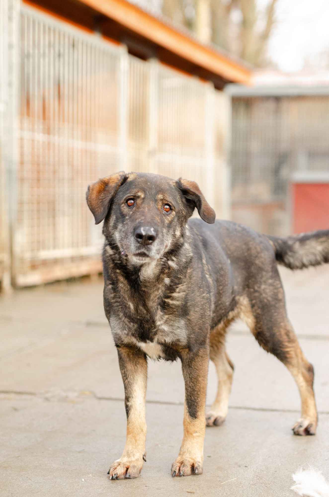 Gaja - cudowna suczka szuka kochającego domu! Olsztyn - zdjęcie 2