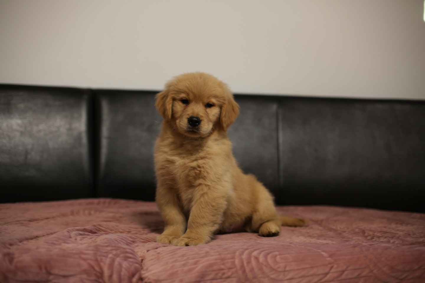 GOLDEN RETRIEVER- typ amerykański, złote szczenięta, ZKwP Psie Pole - zdjęcie 10