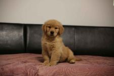 GOLDEN RETRIEVER- typ amerykański, złote szczenięta, ZKwP Psie Pole - zdjęcie 10