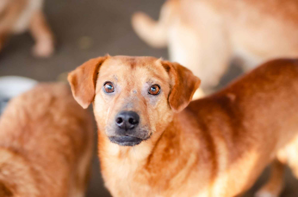 Cudowny, nieduży Rożek szuka domu Olsztyn - zdjęcie 2