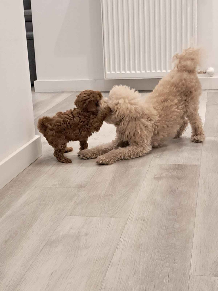 Pudel Toy z hodowli Sweet Angel Wielkopole - zdjęcie 7