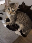 KOCIĘTA malutkie kociaki szukają domów!
