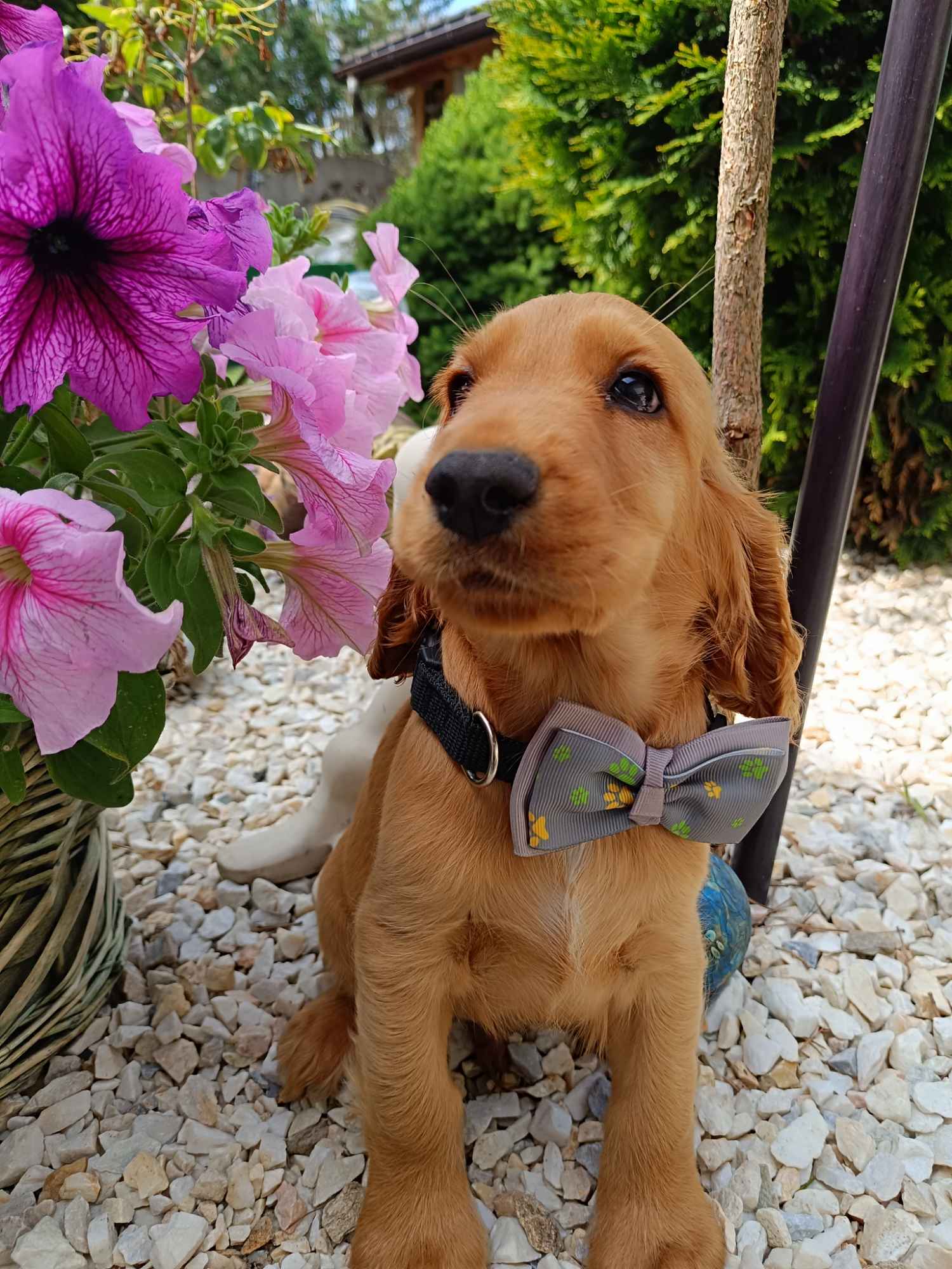 Cocker Spaniel Angielski Bałuty - zdjęcie 3