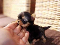 YORK, YORKSHIRE TERRIER! ELITE MINI, MICRO WONDERS XXS! Grunwald - zdjęcie 4