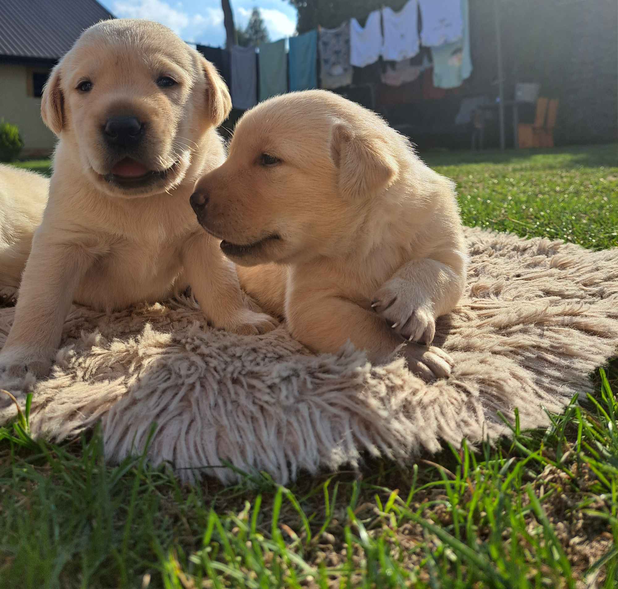 Labrador Retriever Gruszów Wielki - zdjęcie 2