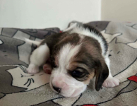 Szczenięta Beagle tricolor ZKwP Częstochowa Konopiska - zdjęcie 3