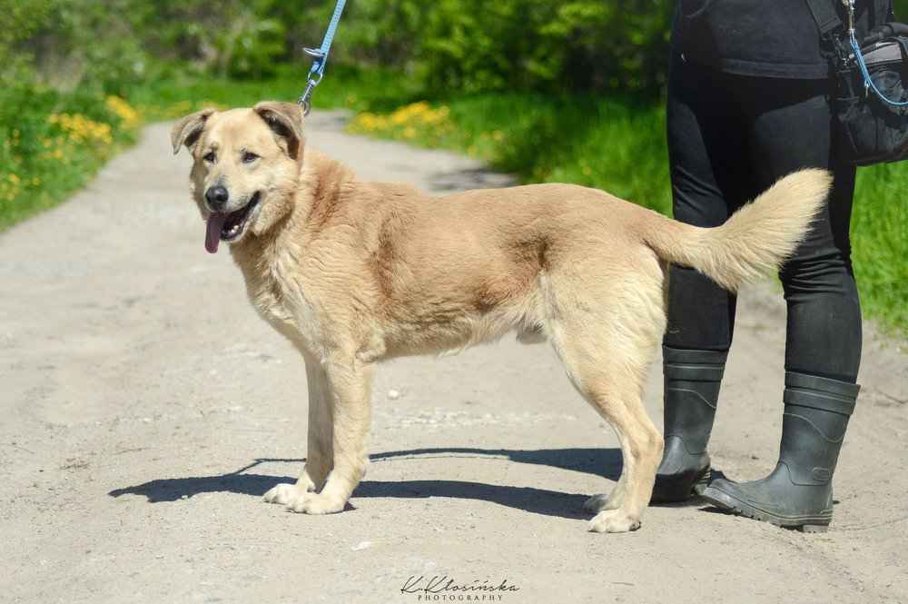 Dex - kochany, wierny pies szuka domu! Olsztyn - zdjęcie 2