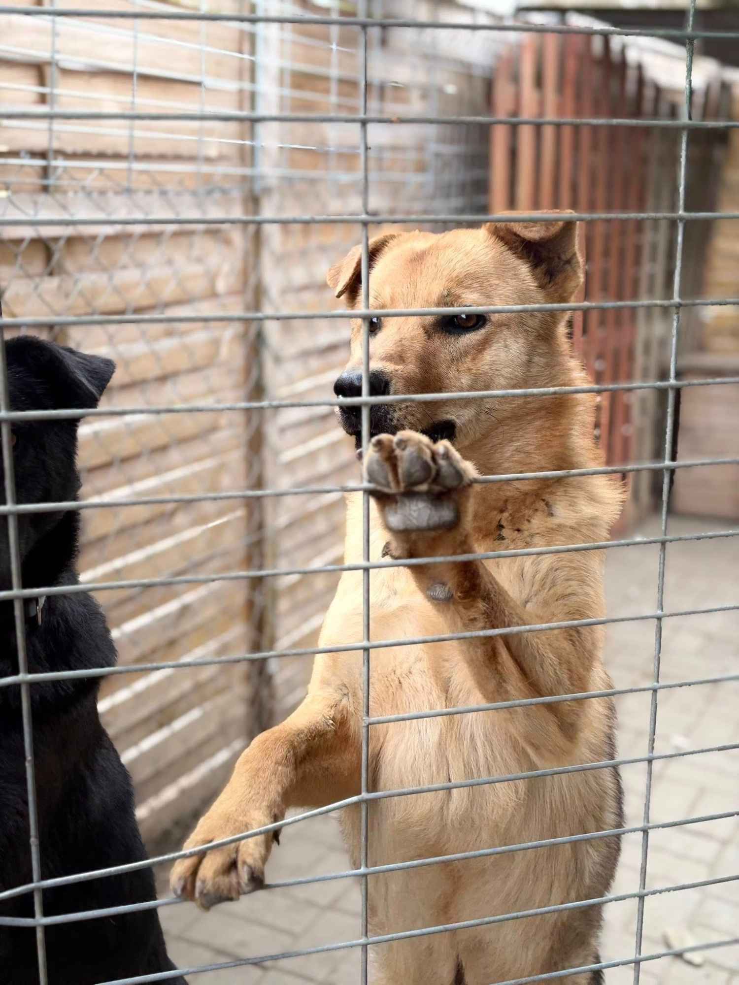 Sojka – młodziutki, delikatny psiak szuka domu! Olsztyn - zdjęcie 1