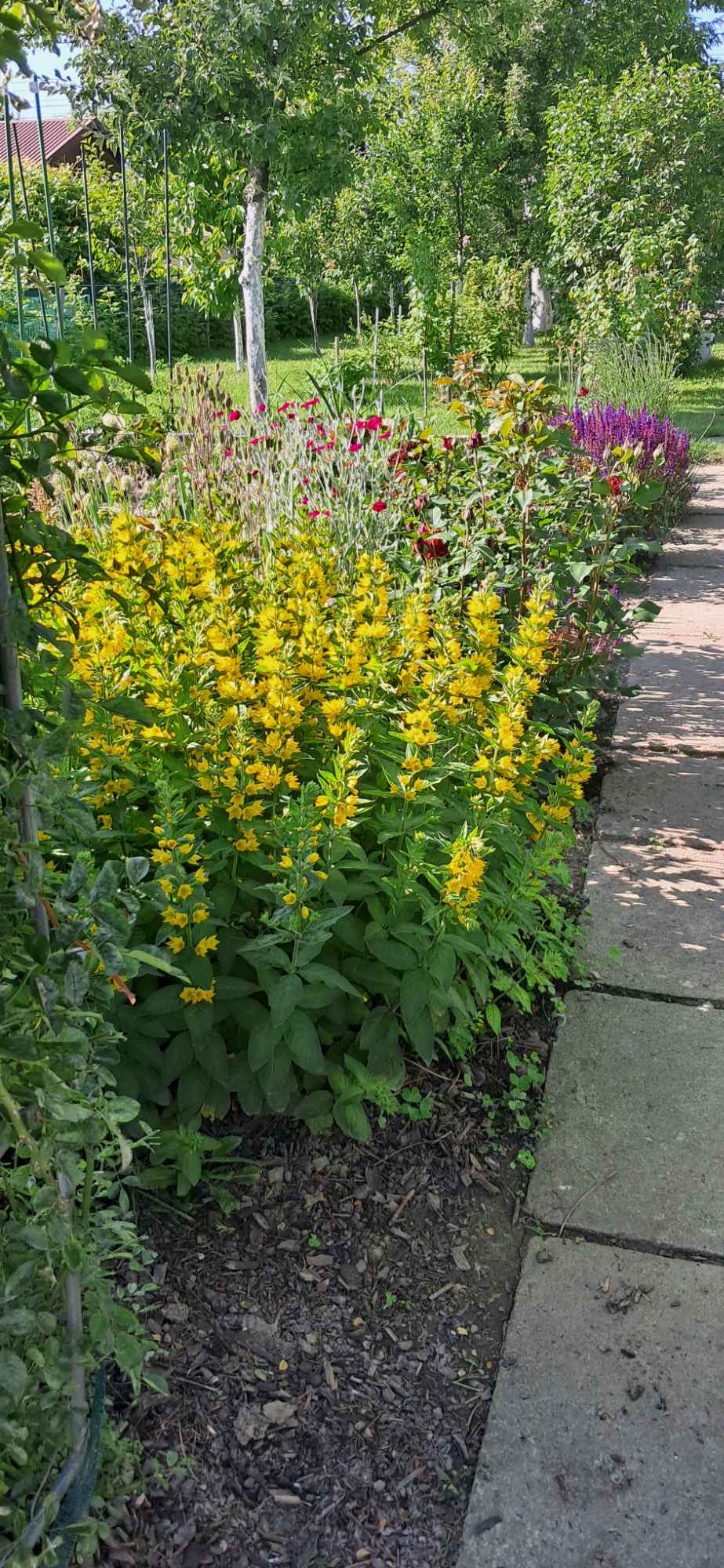 Działka ROD Tarnów - zdjęcie 8