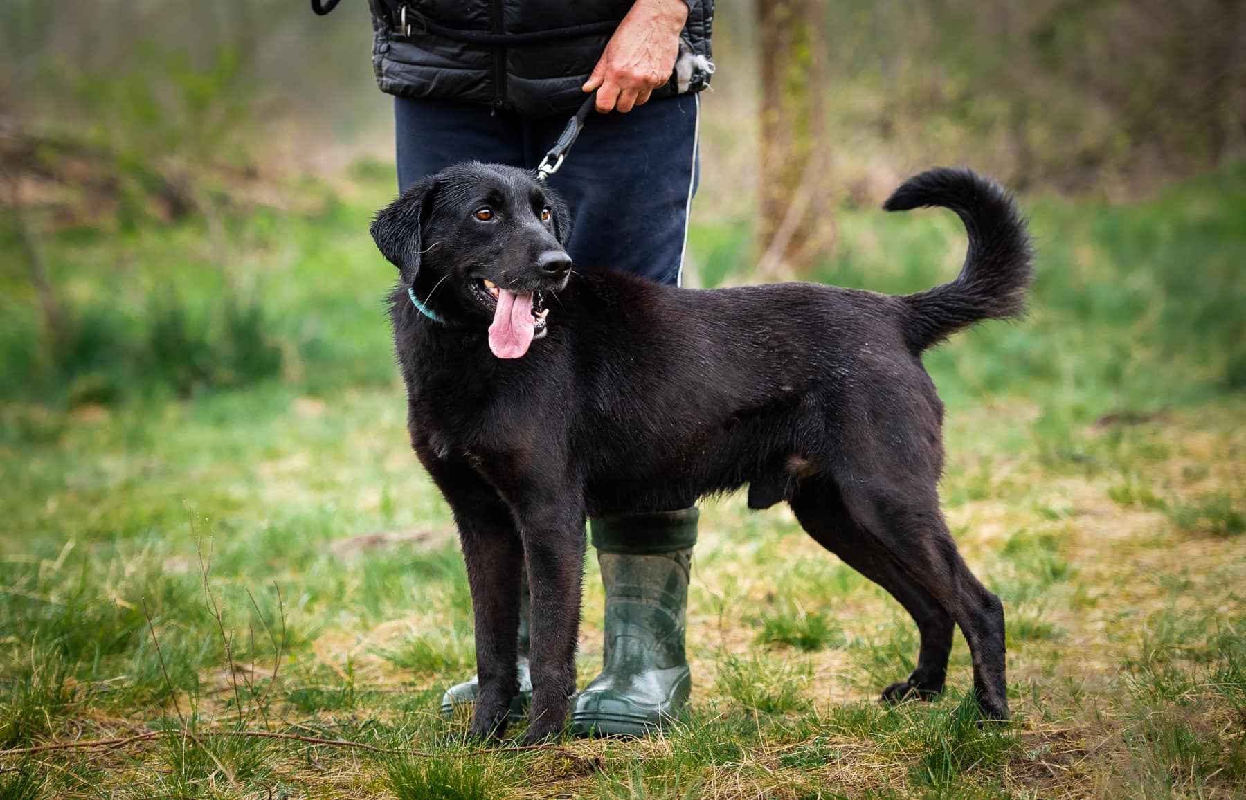 Portos - świetny psiak szuka domu! Olsztyn - zdjęcie 2