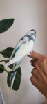Papugi faliste oswojone Mysłowice - zdjęcie 7