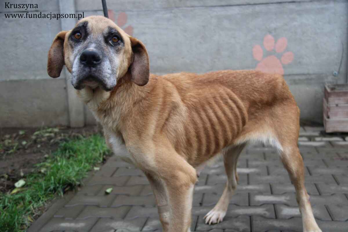 Kruszynka – dzielna, kochana sunia szuka swojego domu Olsztyn - zdjęcie 4