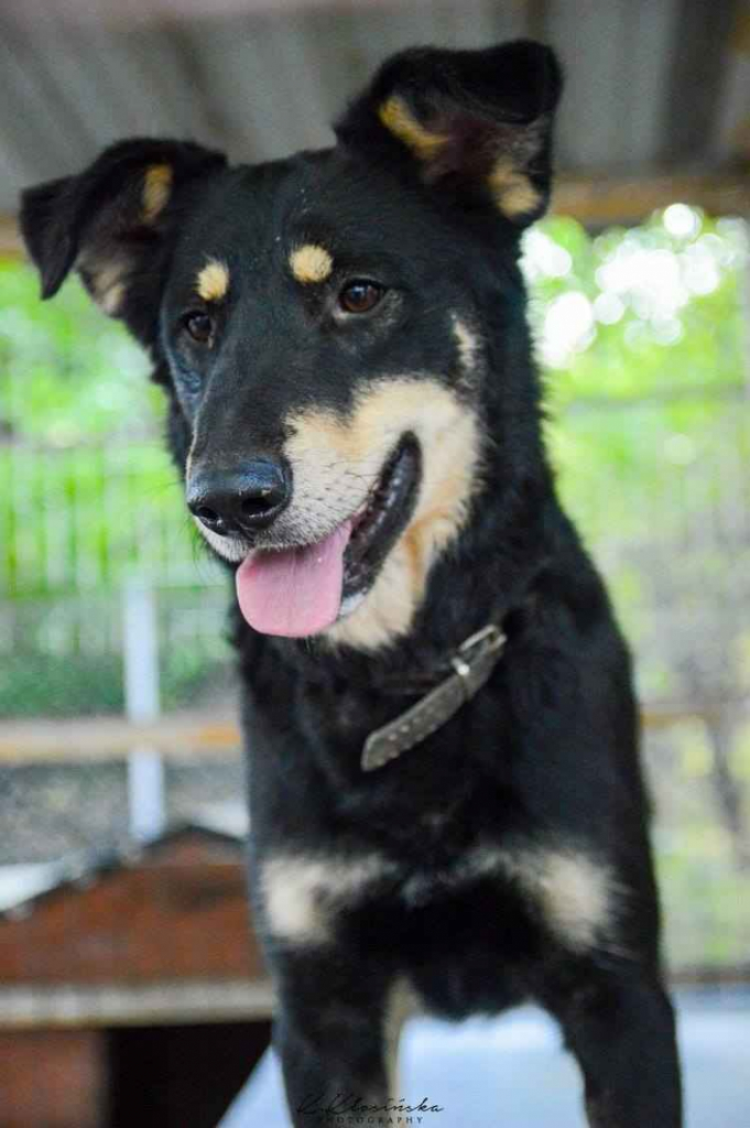 Pixel - wesoły, łagodny psiak szuka domu! Olsztyn - zdjęcie 5