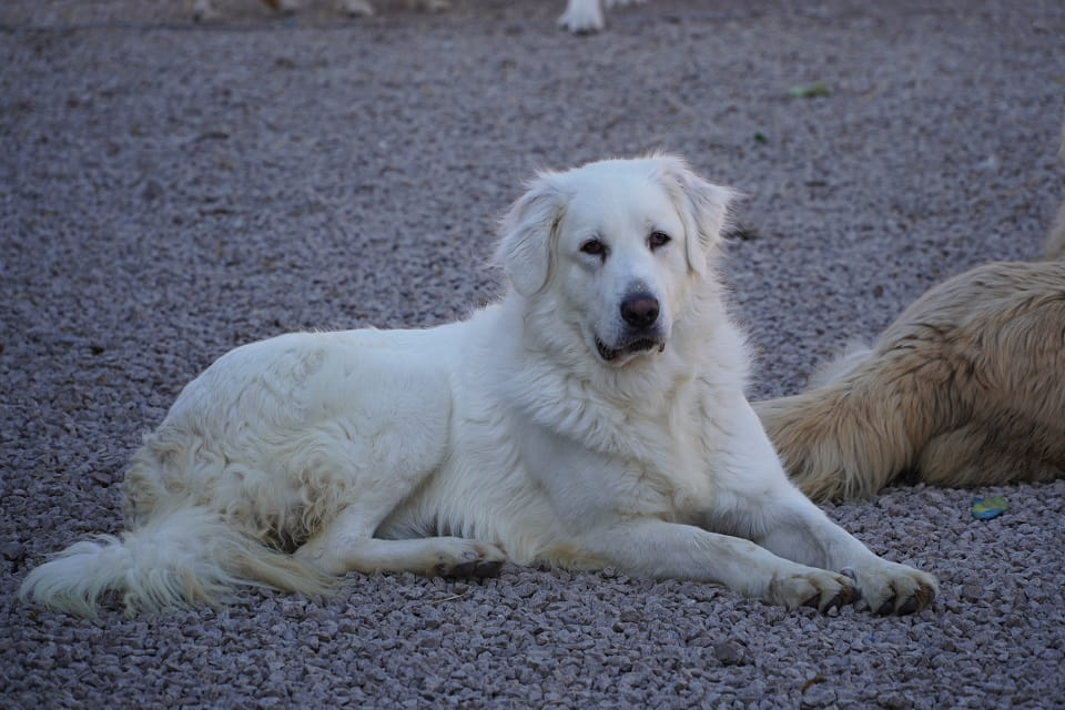 Asia szuka domu 🤍 Łętkowice - zdjęcie 2