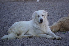 Asia szuka domu 🤍 Łętkowice - zdjęcie 2