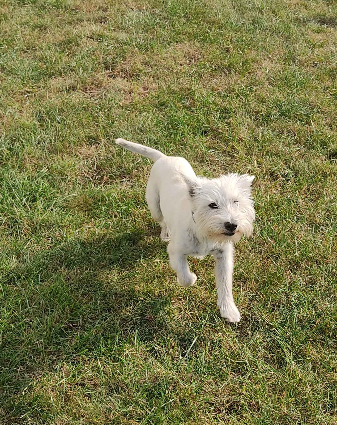 West highland white terrier Cieszyn - zdjęcie 1