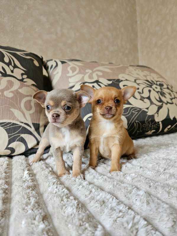 Suczka chihuahua Mińsk Mazowiecki - zdjęcie 3