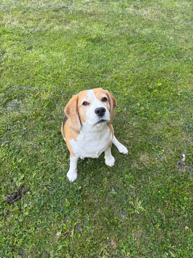 Nora- jest serdeczna i przyjazna, szukam przyjaznej rodziny. Mokotów - zdjęcie 3