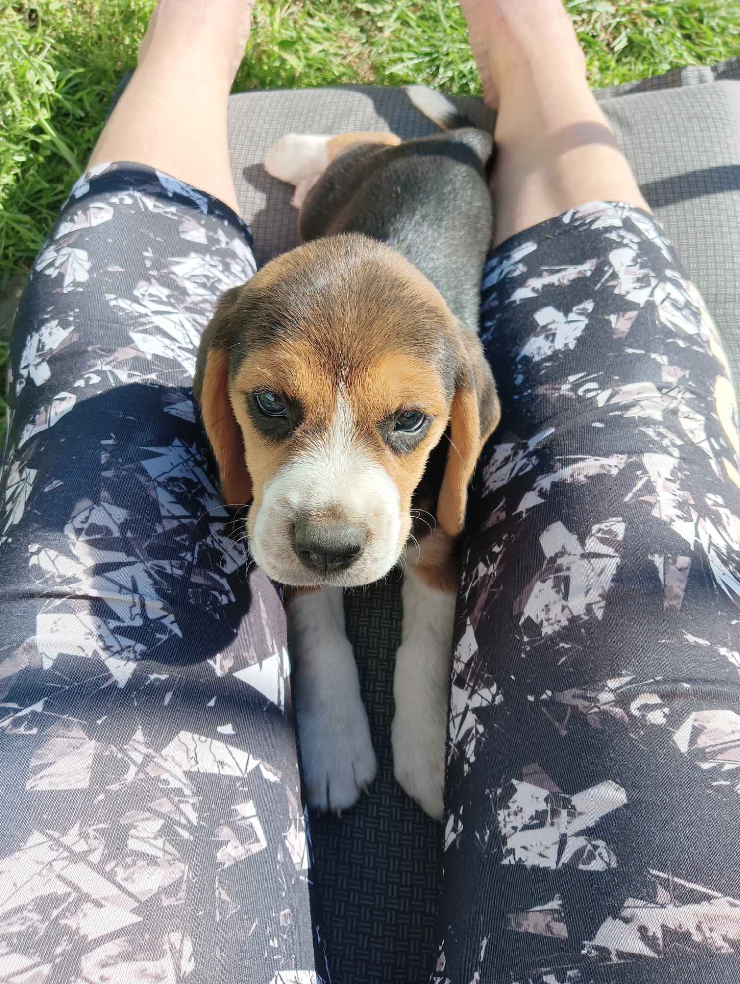 Suczki Beagle tricolor szukają domów Wronowo - zdjęcie 7