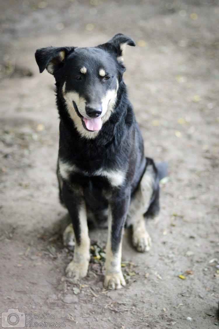 Pixel - wesoły, łagodny psiak szuka domu! Olsztyn - zdjęcie 4
