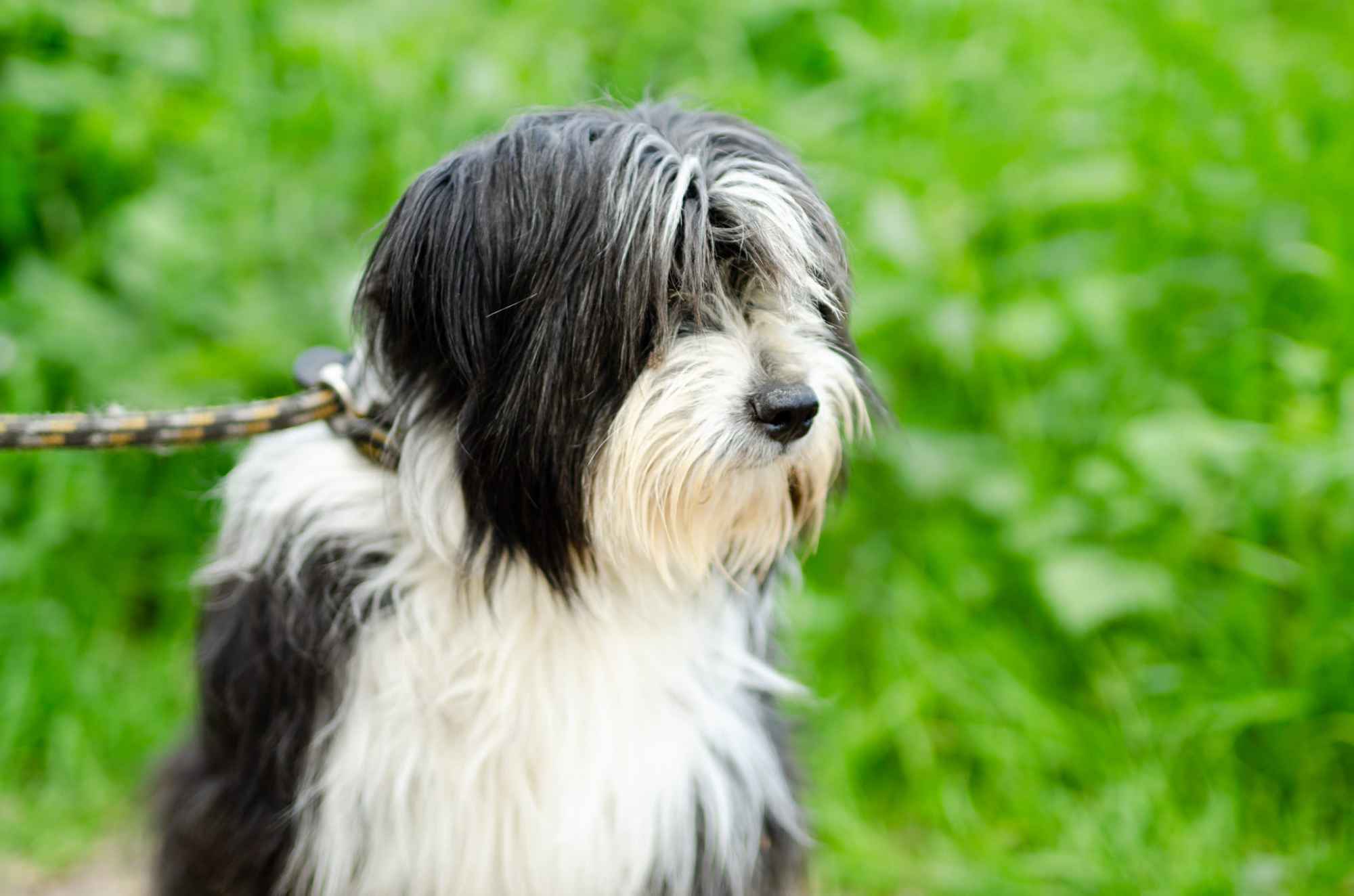 Sonia, młoda, przyjazna BEARDED COLLIE mix Olsztyn - zdjęcie 3