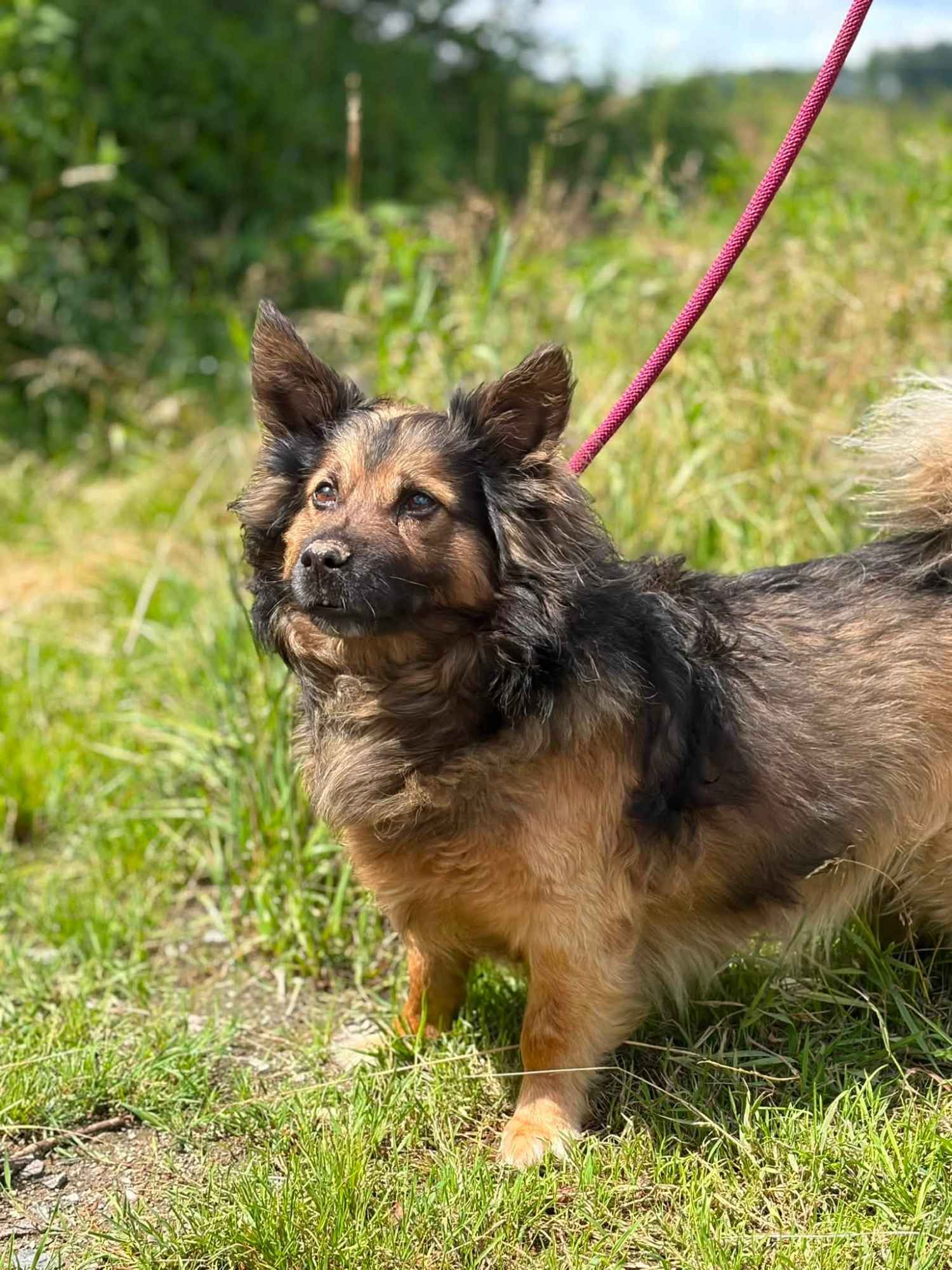Budyń - nieduży, domowy psiak szuka domu! Olsztyn - zdjęcie 2