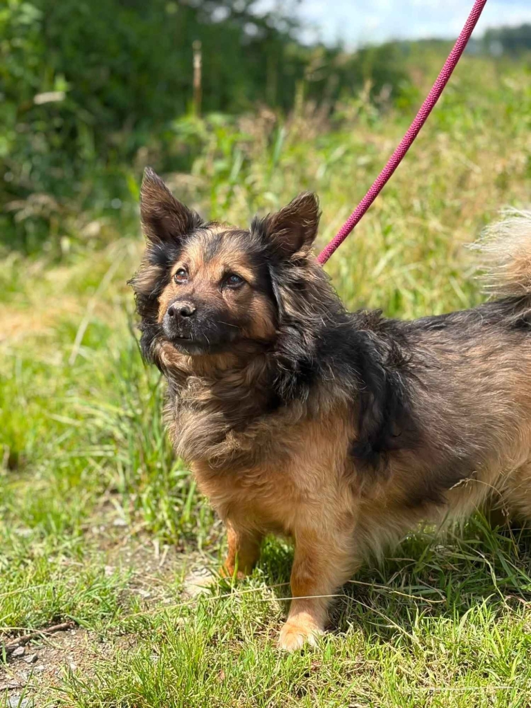 Budyń - nieduży, domowy psiak szuka domu! Olsztyn - zdjęcie 2