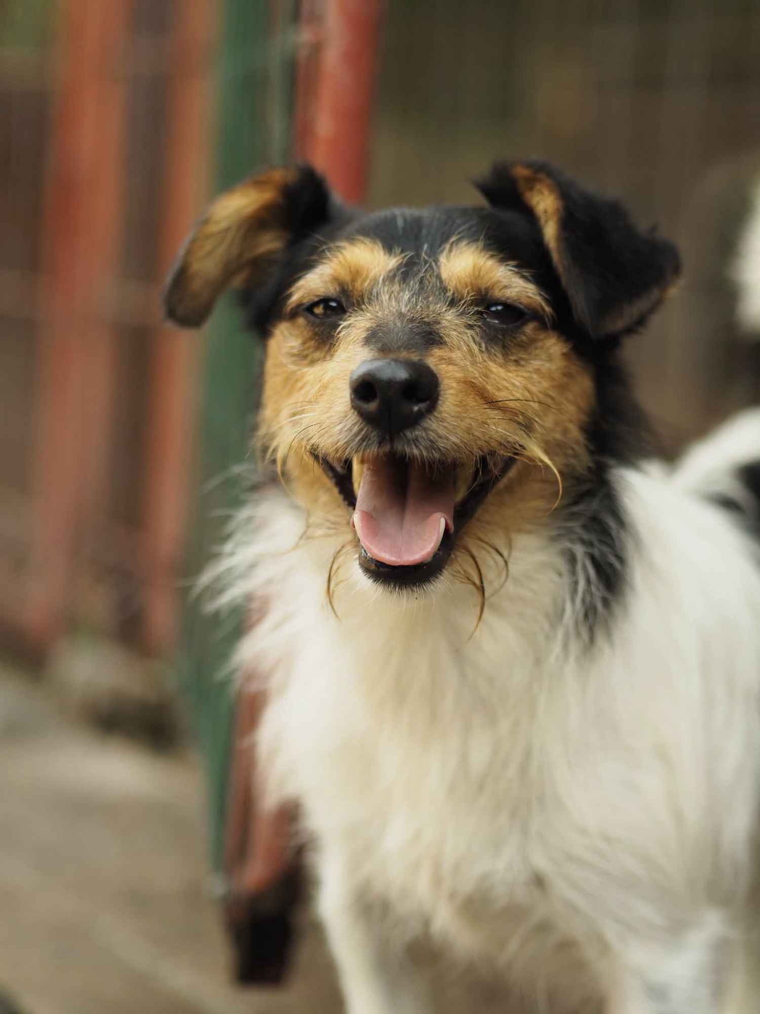 Żuczek - nieduży, charakterny terrierek szuka domu! Olsztyn - zdjęcie 1