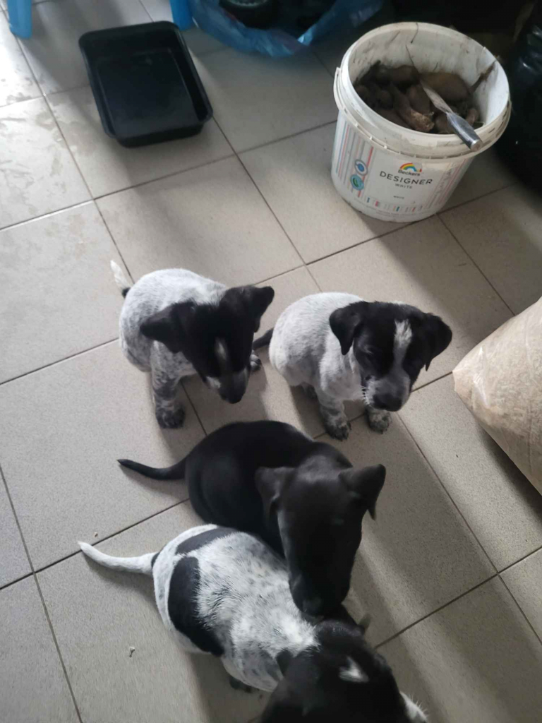 Szczeniaki wyżeł niemiecki Złoczew - zdjęcie 1