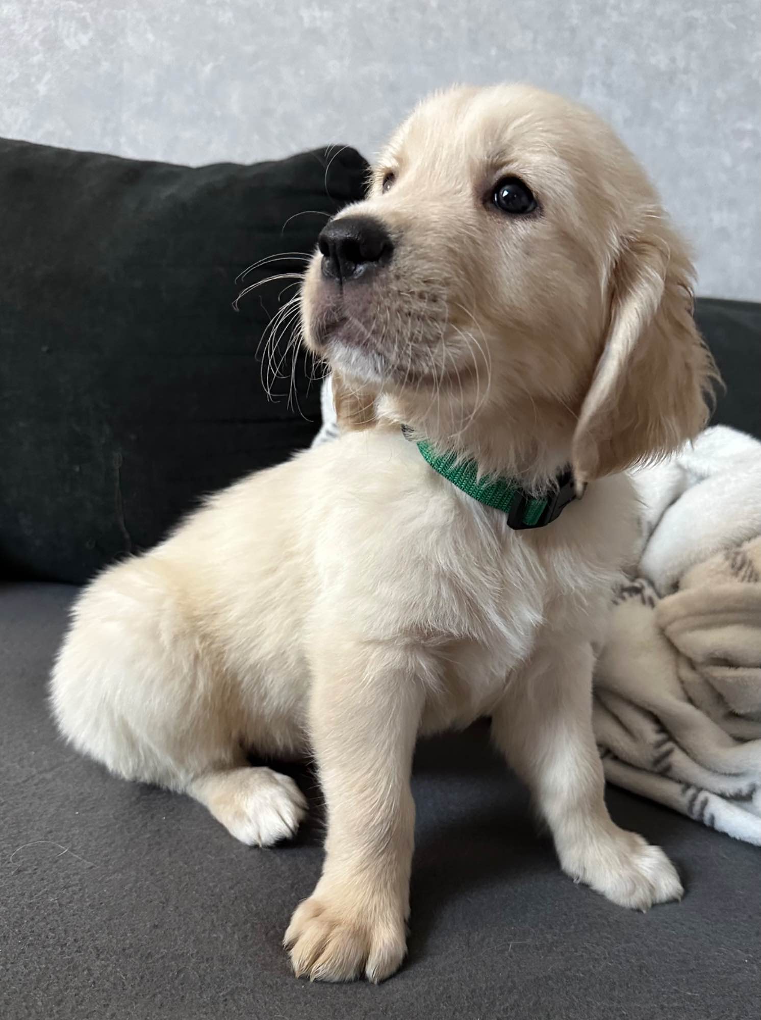 Goldenki gotowe na zmianę domu Łęgowo - zdjęcie 1