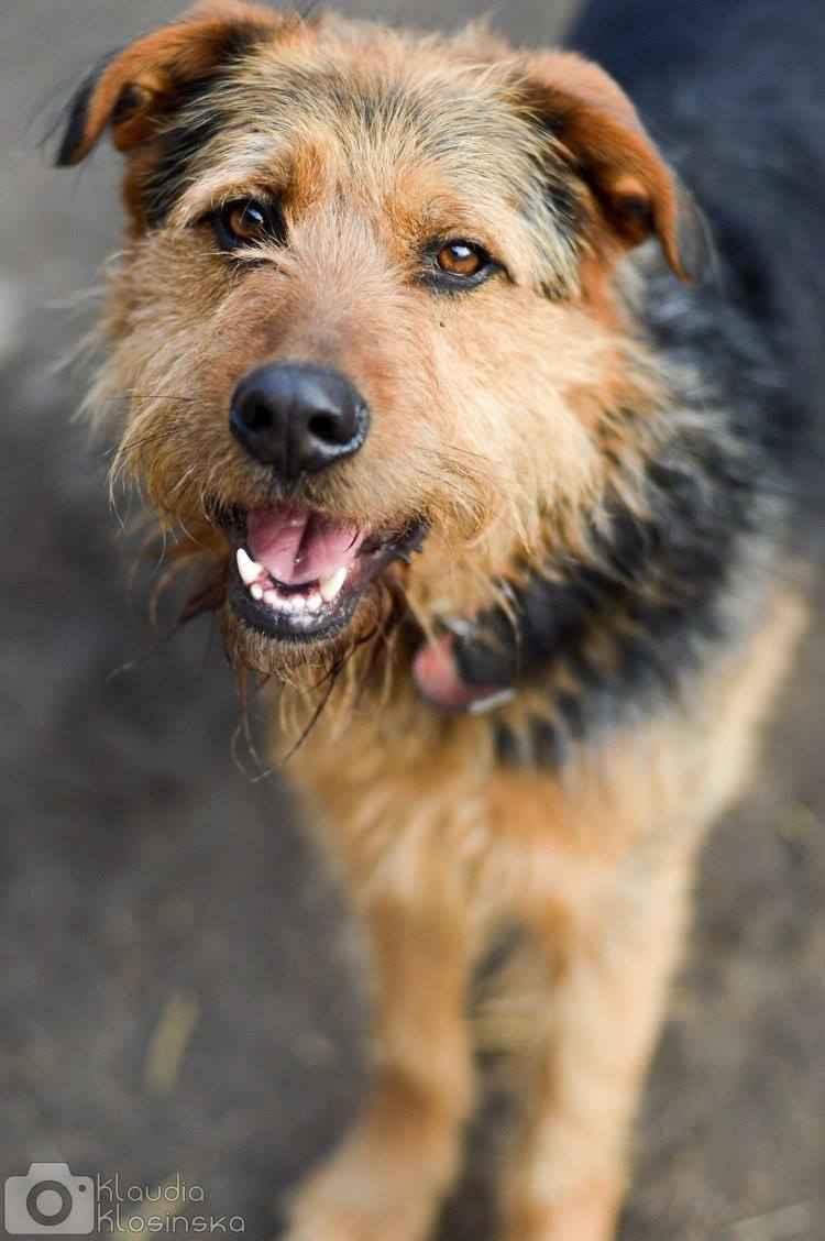 Wezyr - inteligentny psiak w typie terriera Olsztyn - zdjęcie 1