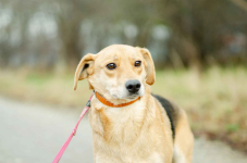 Od szczeniaka w schronisku, Kira błaga o dom! Olsztyn - zdjęcie 4