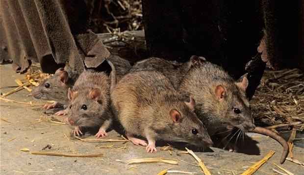 KRISOFF zwalczanie szczurów , odszczurzanie tepienie likwidacja Suwałki - zdjęcie 1