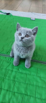 Kotek Brytyjski krótkowłosy niebieski (Lalka) Brwinów - zdjęcie 4