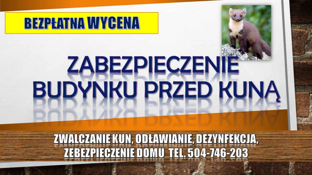 Kuna, kuny, Sprzątanie, tel. 504-746-203, odławianie, zwalczanie, cena Psie Pole - zdjęcie 2