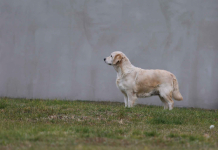 Golden Retriever-biszkoptowe  mniejsze i większe szczeniaki, Polesie - zdjęcie 9