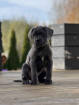 Cane Corso szczeniaki maści błękitnej ur. 06.09.2024 Koźminek - zdjęcie 3