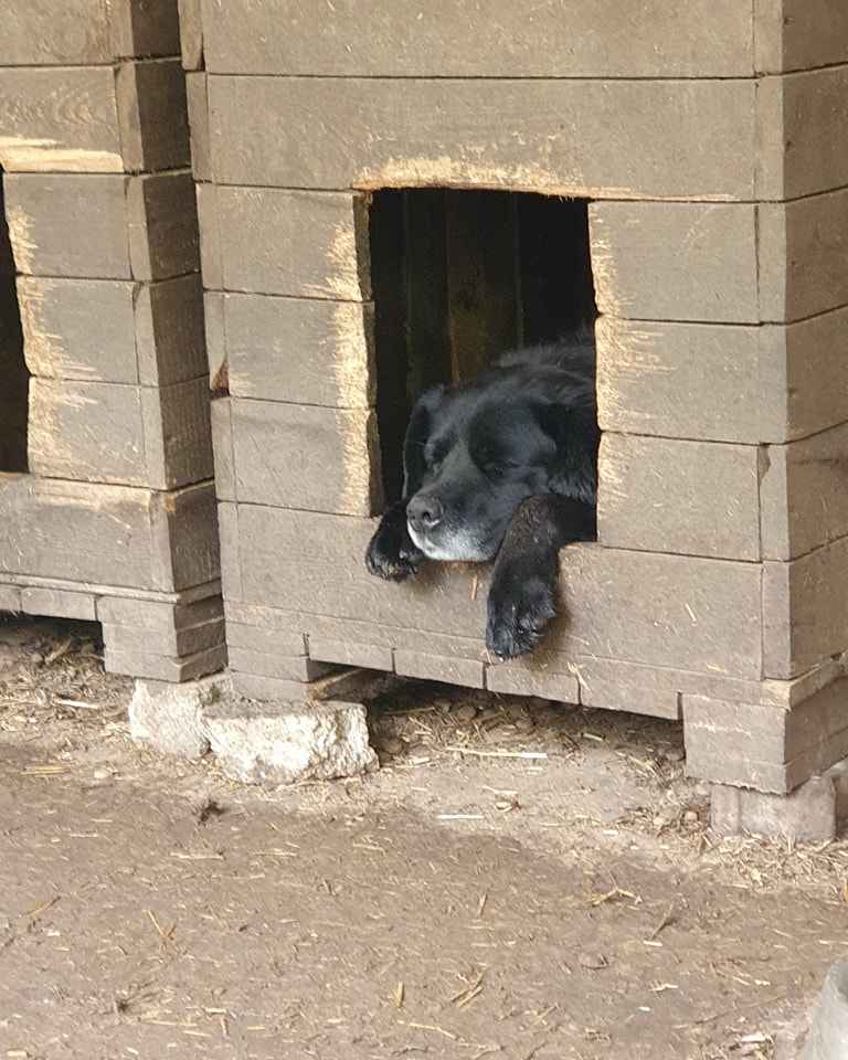 Turbo kontaktowy, piękny pies w typie labradora szuka kochającego domu Polesie - zdjęcie 2