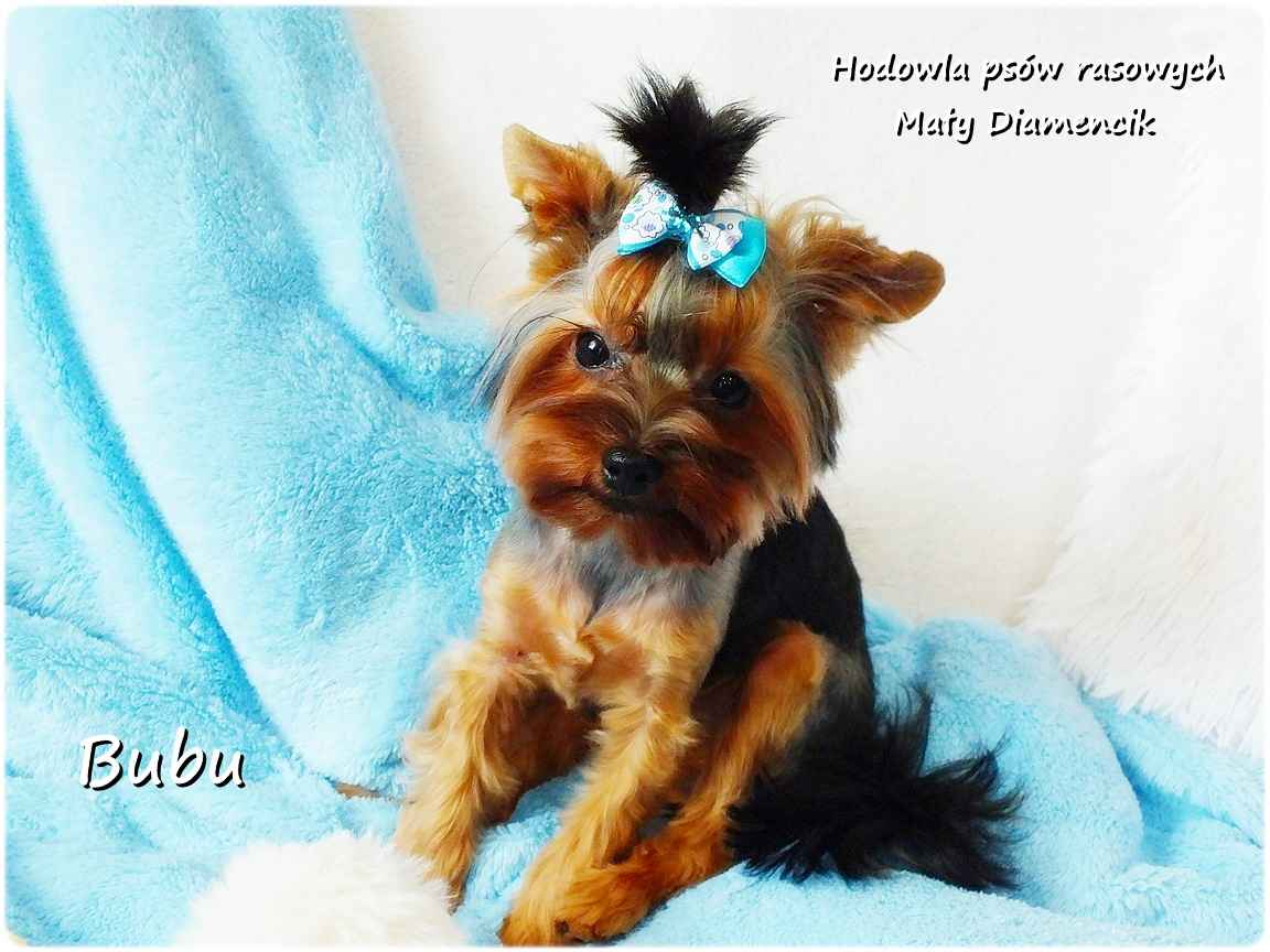 ULTRA Mini XXS! Yorkshire Terrier York 6-mcy malutki chłopczyk Bubu Żary - zdjęcie 8