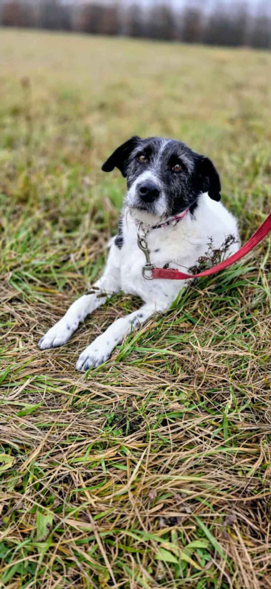 Bruno w typie terriera młody psiak szuka domu! pies psy terrier Garwolin - zdjęcie 1