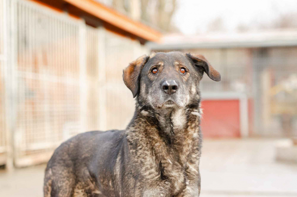 Gaja, mądra, wspaniała sunia za kratami, pomocy! Olsztyn - zdjęcie 1