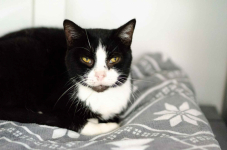 Sany - cudowny spokojny kot szuka domu!