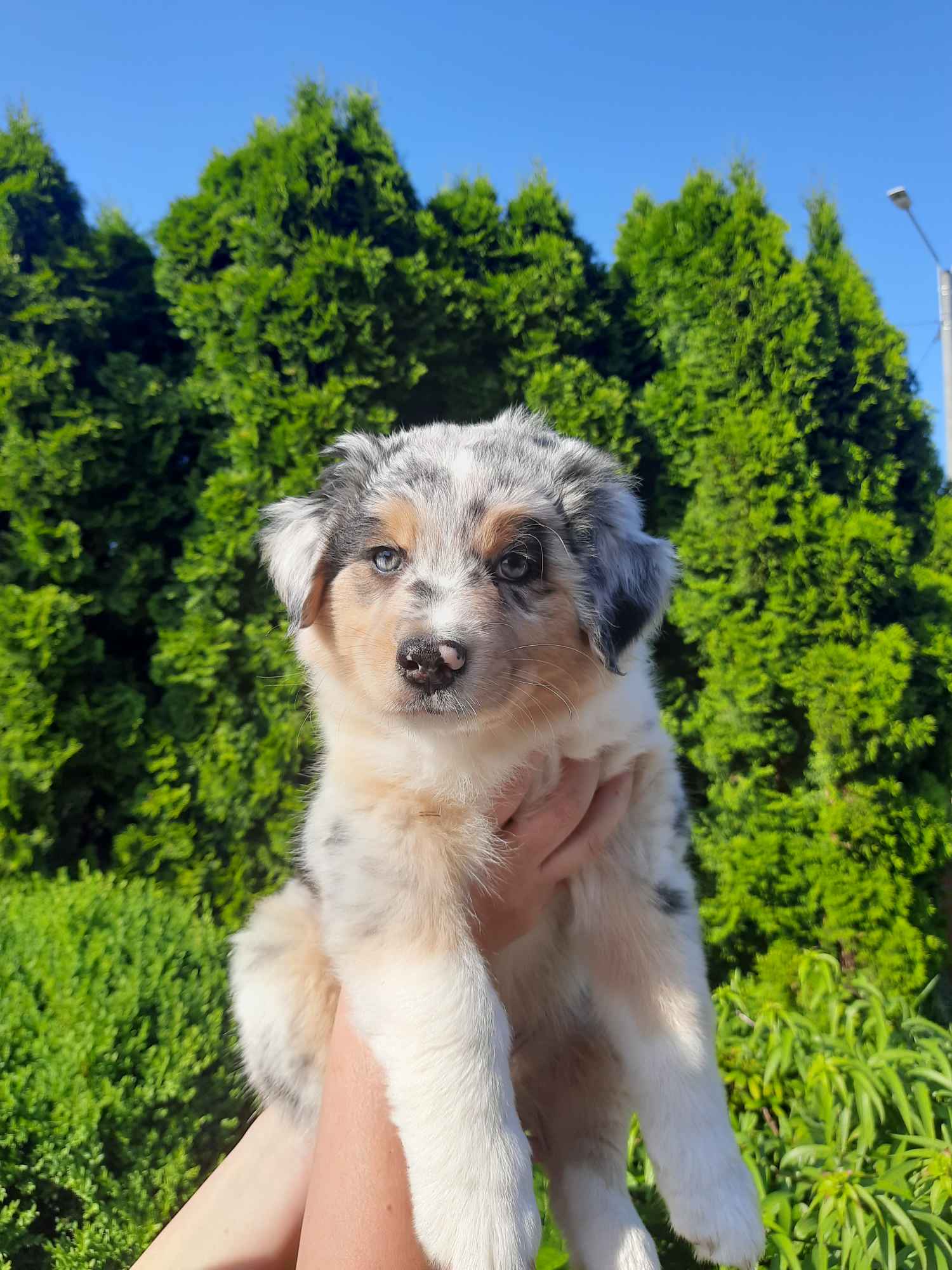 ZKwP Owczarek australijski - suczka blue merle Cedry Wielkie - zdjęcie 4