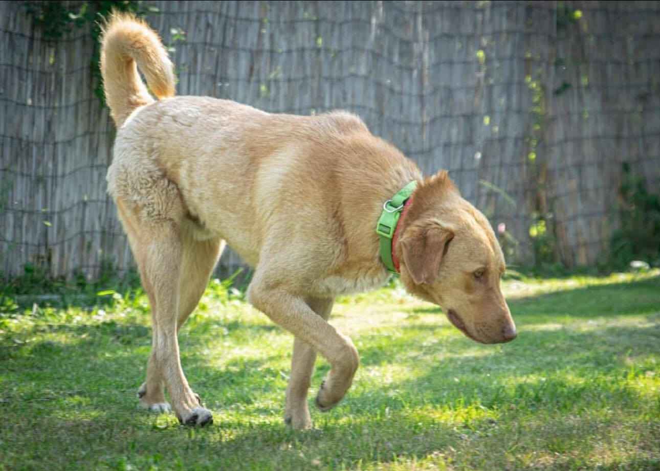 Cudowny, wychowany Max, roczne cudo do pokochania! Olsztyn - zdjęcie 2