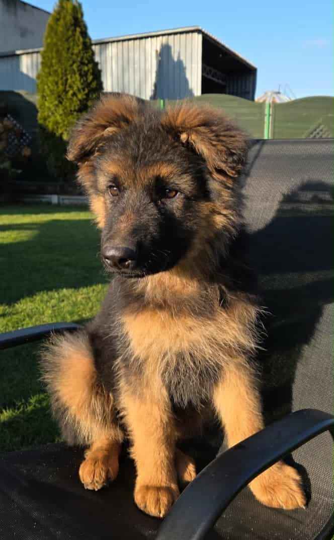 Owczarek niemiecki długowłosy Osieczna - zdjęcie 1