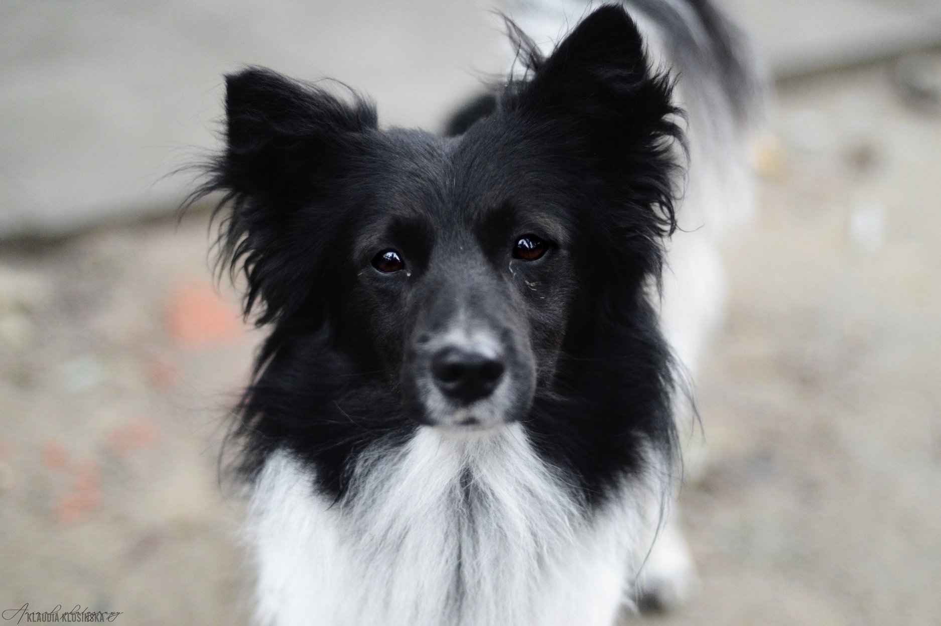 Pędzel - przecudny, niewielki psiak szuka domu! Olsztyn - zdjęcie 7