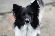 Pędzel - przecudny, niewielki psiak szuka domu! Olsztyn - zdjęcie 7