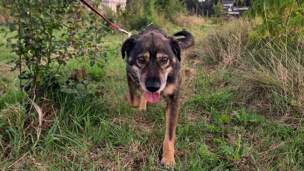 Borys - kochana psia przylepa szuka domu! Olsztyn - zdjęcie 7